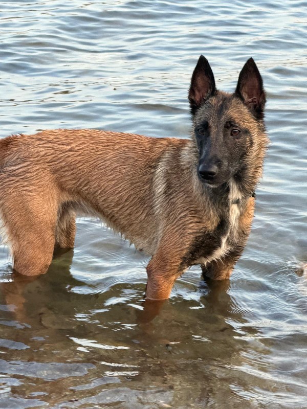 Nala